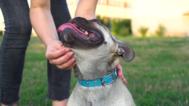 女孩在抚摸她的狗。法国斗牛犬视频素材