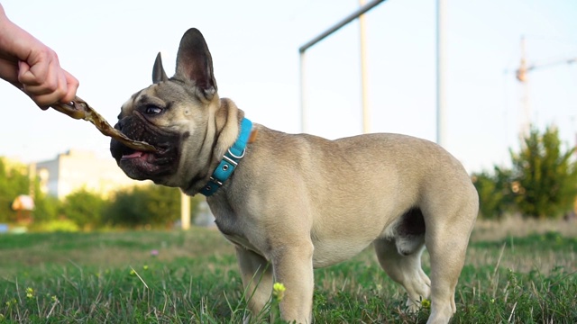 法国斗牛犬拉干兔耳朵。视频素材