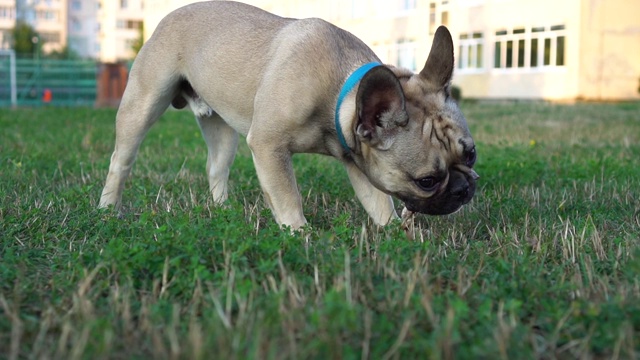 一只法国斗牛犬在绿色的草坪上啃着干兔子耳朵。健康食品。关闭了。视频素材