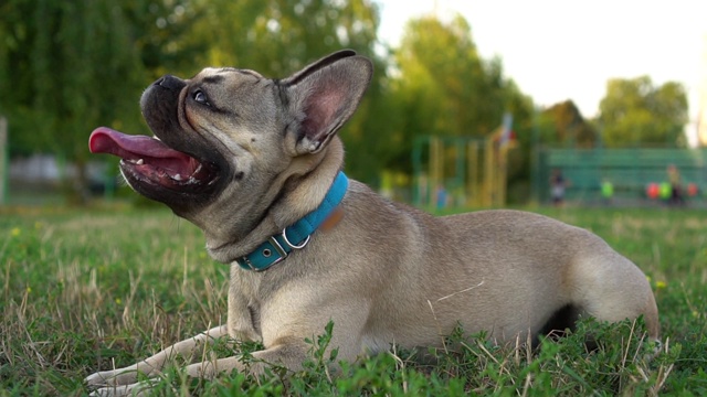 一个漂亮的法国斗牛犬的近距离肖像。大的粉红色的舌头。慢动作视频素材