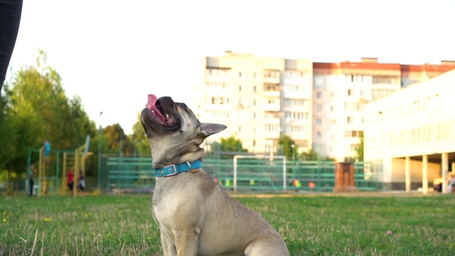 一只法国斗牛犬伸手去拿一块奶酪。慢动作视频素材