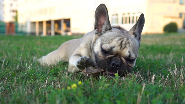 可爱的法国斗牛犬在绿色草坪上啃着干兔子耳朵。健康食品。慢动作视频素材