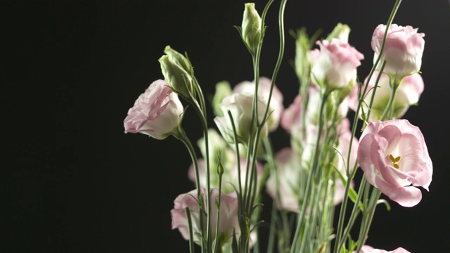 菊芋花束旋转特写。一束粉红色的鲜花视频素材