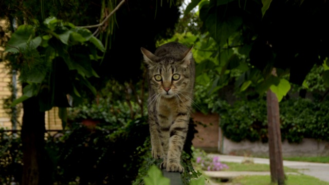 围栏上的虎斑猫朝摄像机走去视频素材