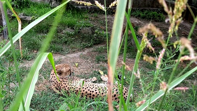 野生猎豹视频素材