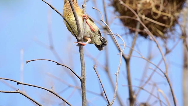 鸟(亚洲金编织)在自然界的树上视频素材
