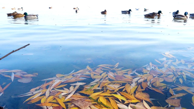 在阳光明媚的秋日，池塘边的鸭子和飘浮的树叶视频素材