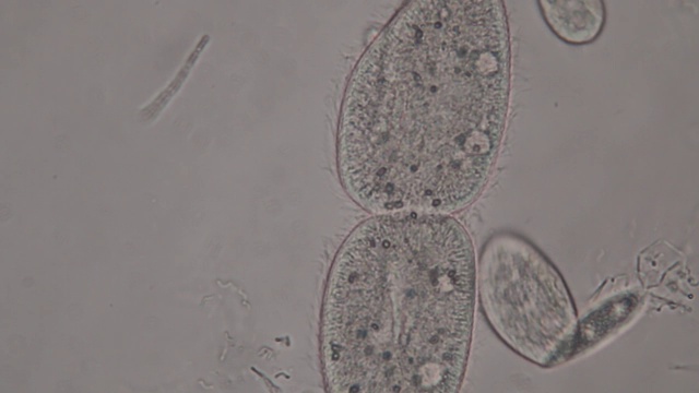 尾草履虫是显微镜下的单细胞纤毛原生动物和细菌属。视频素材
