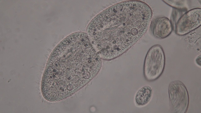 尾草履虫是显微镜下的单细胞纤毛原生动物和细菌属。视频素材