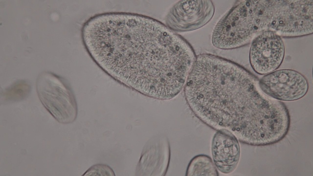 尾草履虫是显微镜下的单细胞纤毛原生动物和细菌属。视频素材