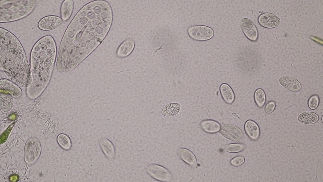 尾草履虫是显微镜下的单细胞纤毛原生动物和细菌属。视频素材