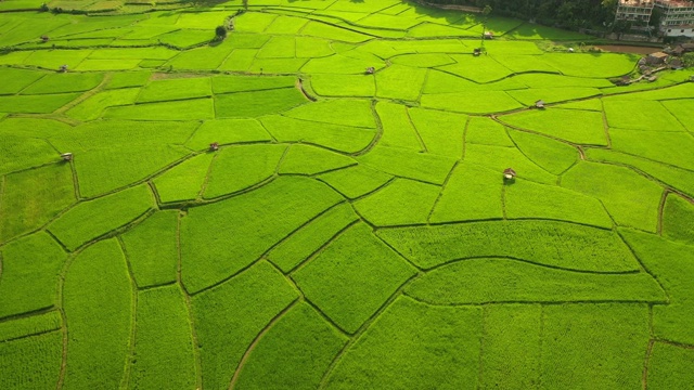 鸟瞰图农业在稻田种植在南，泰国视频素材