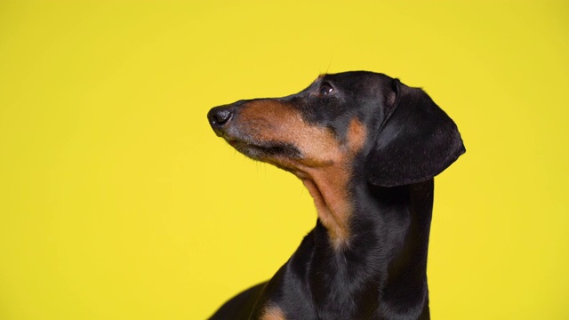 纯种黑棕腊肠犬的肖像，直视镜头，转过头视频素材