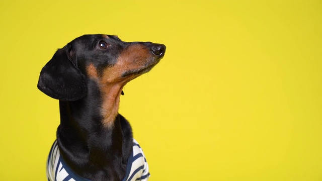 穿得像水手一样的腊肠犬就像一个男人的正面观视频素材