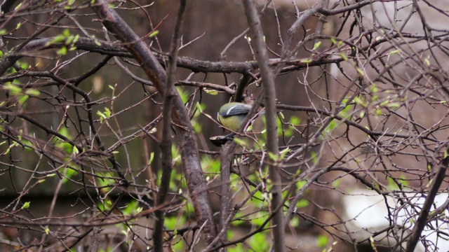 忙碌的煤山雀，小鸣鸟在树上，春意盎然。蓝大山雀(Parus major)在树枝上吃核桃豆。视频素材