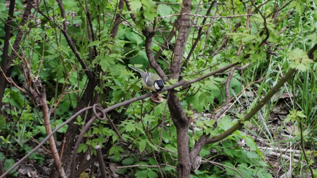 忙碌的煤山雀，小鸣鸟在树上，春意盎然。蓝大山雀(Parus major)在树枝上吃核桃豆。视频素材