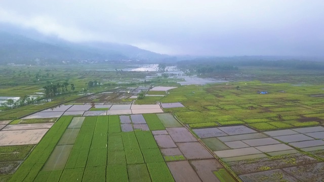 亚洲稻田鸟瞰图视频素材