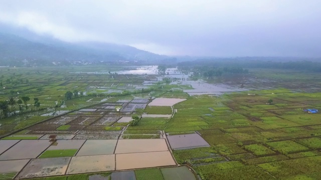 亚洲稻田鸟瞰图视频素材