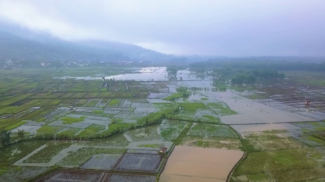 亚洲稻田鸟瞰图视频素材