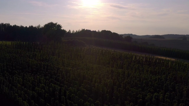 夏末收获前的啤酒花花园视频素材