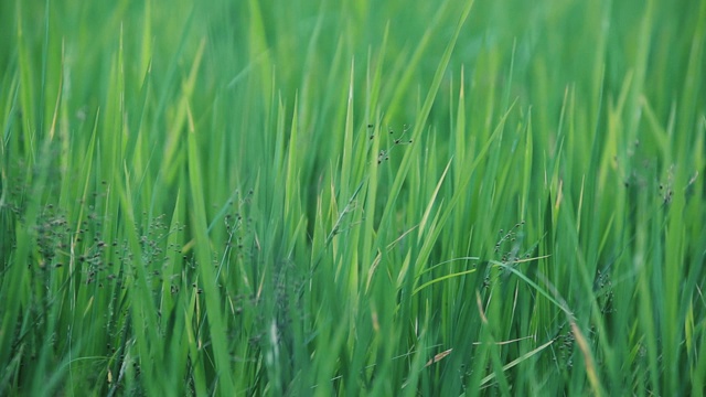 近距离的风在田野里摇动草视频素材