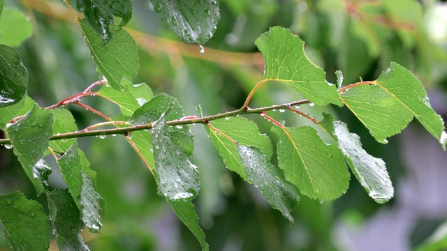 雨滴落在带叶子的树枝上视频素材