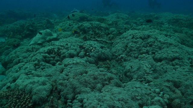 在深海珊瑚礁潜水，日本视频素材