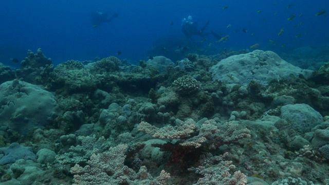 硬珊瑚群在海底珊瑚礁，日本视频素材