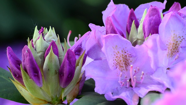 视频中鲜亮的杜鹃花近距离特写，春天鲜花盛开视频素材