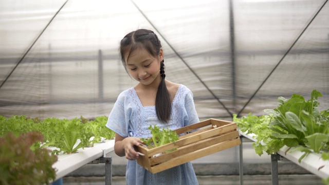 亚洲女孩采摘蔬菜篮在水培有机农场。4 k慢动作。视频素材