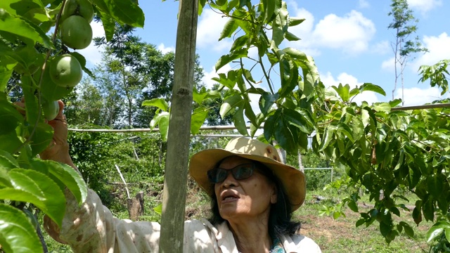 年老的亚洲泰国女人与新鲜的绿色生百香果在树上视频素材