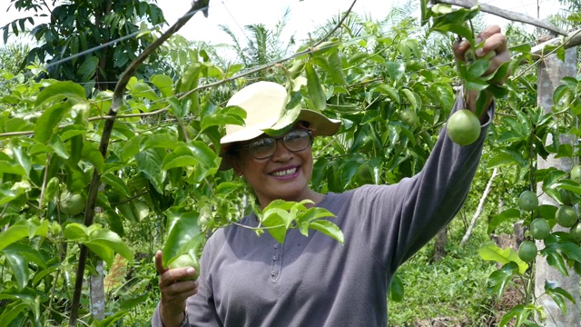 年老的亚洲泰国女人与新鲜的绿色生百香果在树上视频素材