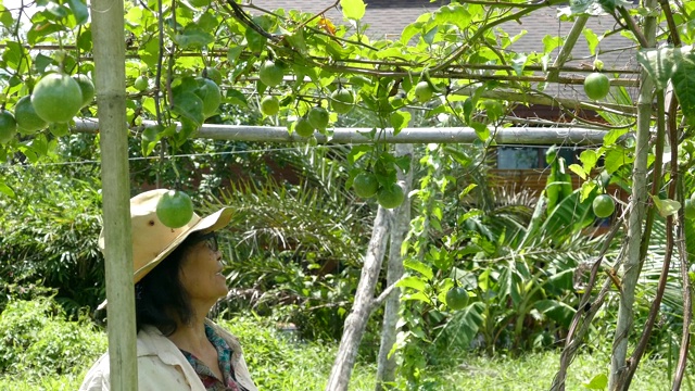 年老的亚洲泰国女人与新鲜的绿色生百香果在树上视频素材