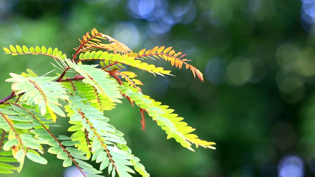 清新的绿叶在风中飘动，就模糊了大自然的散景背景视频素材