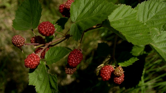 有机多汁的新鲜黑莓在树枝和模糊的绿色叶子。视频素材