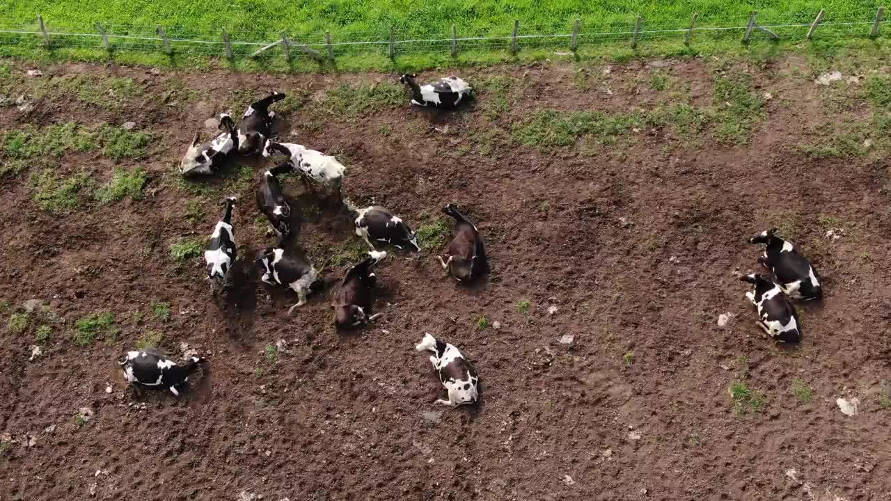 从正上方看农场里的奶牛视频素材
