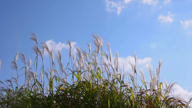 芦苇在阳光明媚的日子在风中摇摆视频素材