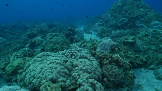 号子鱼，日本小笠原岛深海珊瑚礁视频素材