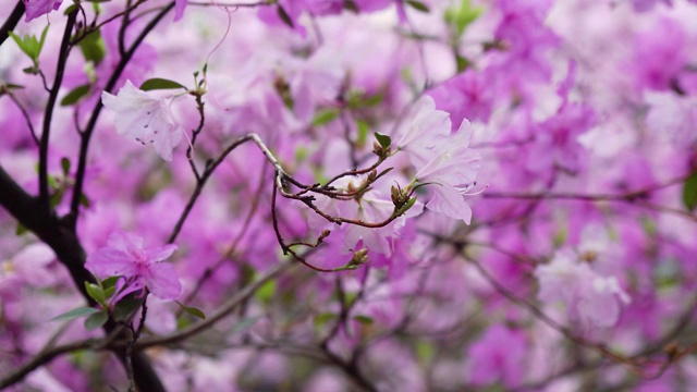 粉红色的杜鹃花视频素材