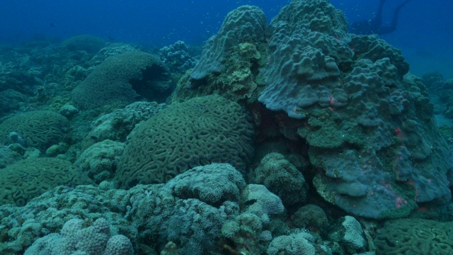 日本小笠原岛海底的硬珊瑚群落视频素材