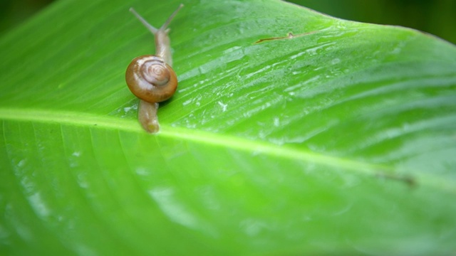 蜗牛在雨林的绿叶上行走视频素材