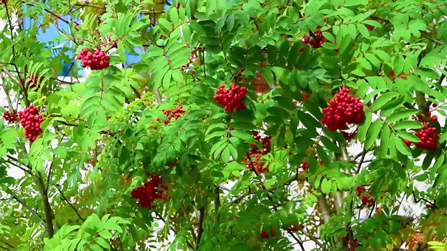 风摇曳着枝头，飘动着花楸浆果和绿叶，视频素材