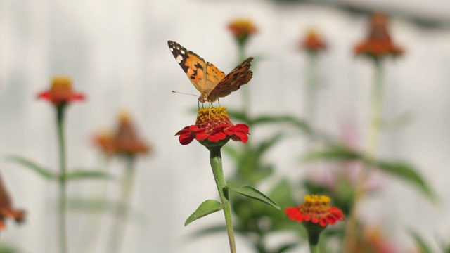 蝴蝶从一朵花上采集花蜜视频素材