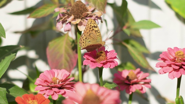 蝴蝶从一朵花上采集花蜜。特写镜头视频素材