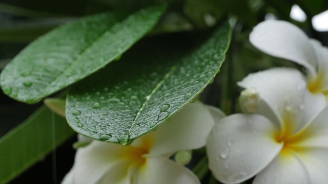 慢镜头，下雨天的白色鸡蛋花视频素材