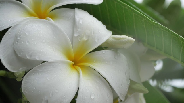 慢镜头，下雨天的白色鸡蛋花视频素材