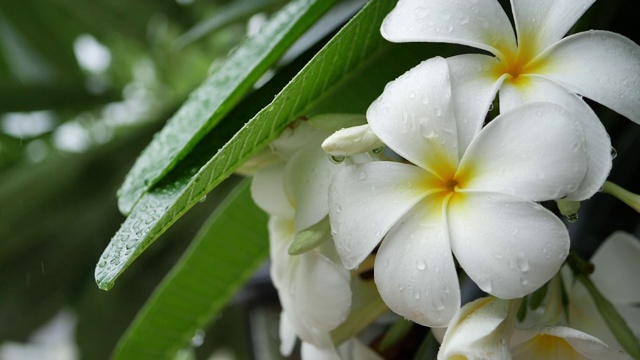 慢镜头，白色的鸡蛋花在雨天开花视频素材