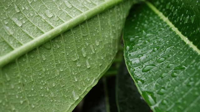 雨滴落在绿叶上视频素材