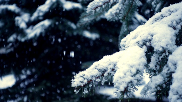 雪花落在冷杉树枝上视频素材
