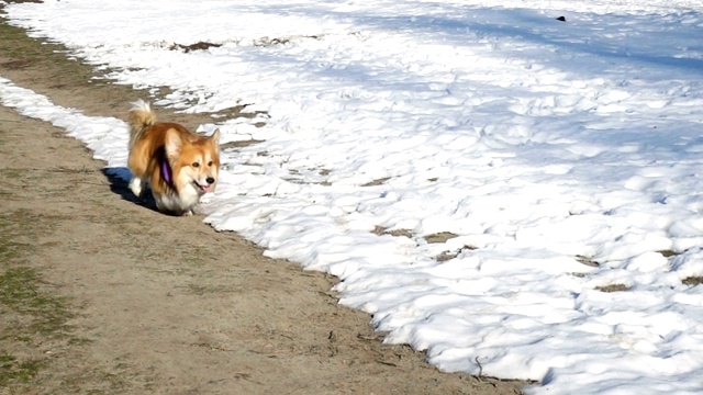 阳光明媚的冬日里，柯基在雪地上奔跑视频素材